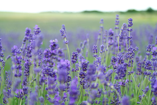 Lavendar field
